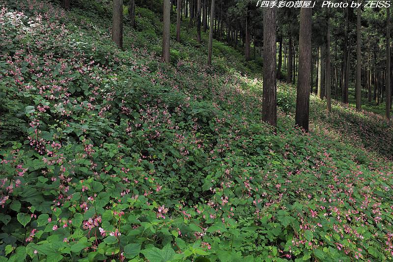 埼玉県ときがわ町に咲くシュウカイドウ_a0195032_17211080.jpg