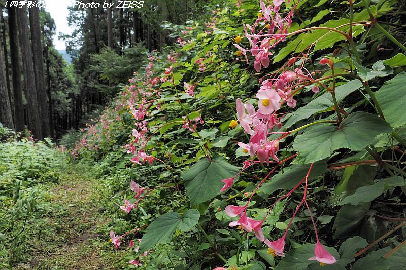 埼玉県ときがわ町に咲くシュウカイドウ_a0195032_17211935.jpg