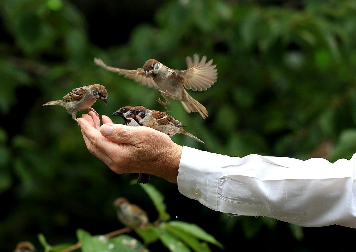 手乗り雀 彩の国ピンボケ野鳥写真館 手乗り雀 彩の国ピンボケ野鳥写真館