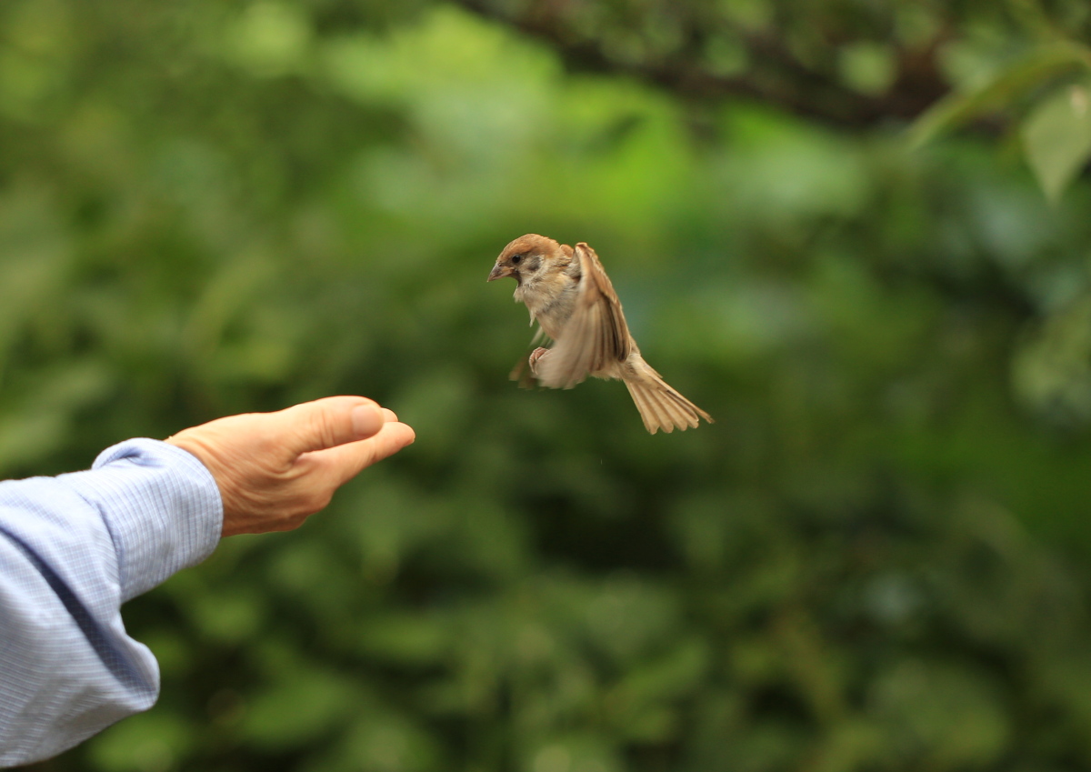 手乗り雀 彩の国ピンボケ野鳥写真館 手乗り雀 彩の国ピンボケ野鳥写真館
