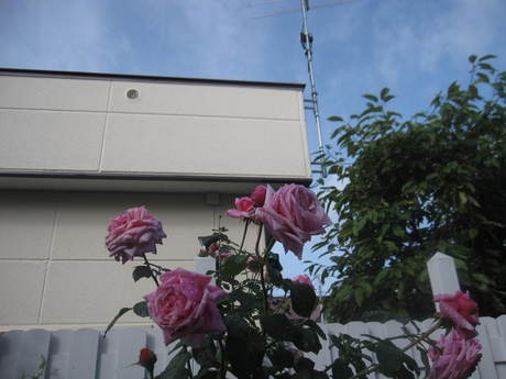 a0279743_8275545.jpg
