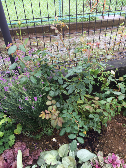 ブルーベリー最後の収穫 北東花壇の薔薇たち My Small Garden Sugar Plum ブルーベリー最後の収穫 北東花壇の薔薇たち My Small Garden Sugar Plum