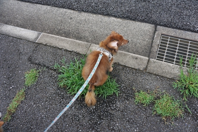 雨の合間に☆_d0336846_23542315.jpg