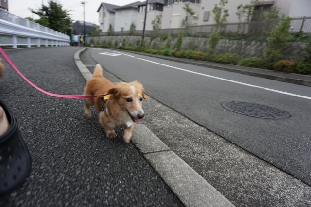 雨の合間に☆_d0336846_23542666.jpg