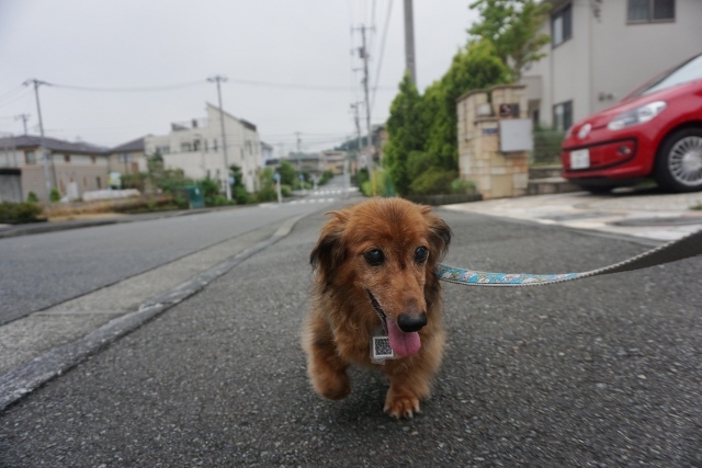 雨の合間に☆_d0336846_23543671.jpg