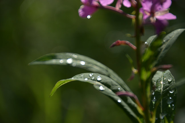 雨上がり_d0002247_1731749.jpg