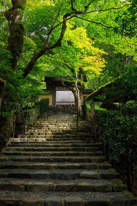 晩夏・寂光院の花々_f0155048_2312740.jpg