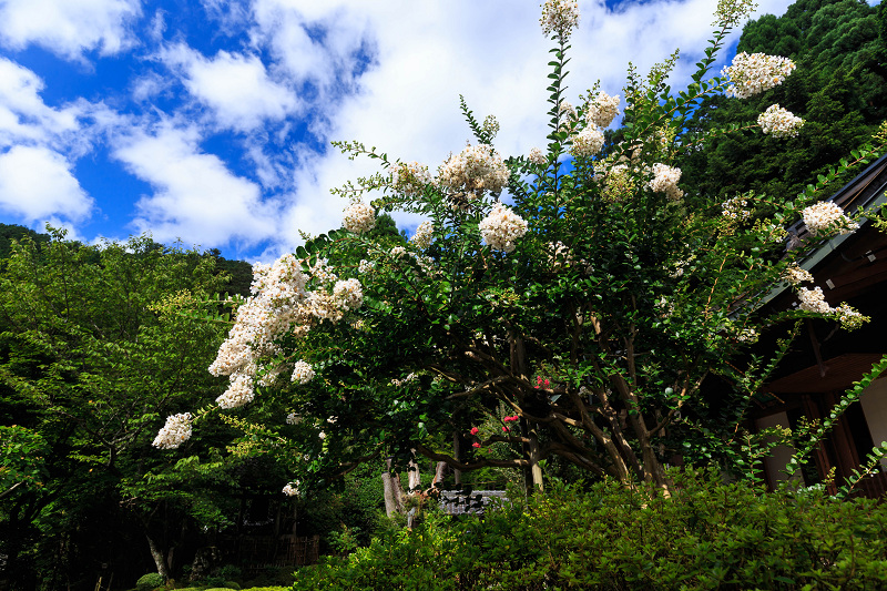 晩夏・寂光院の花々_f0155048_2314137.jpg