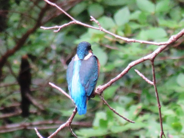 野鳥トレ 21_b0227552_10553161.jpg