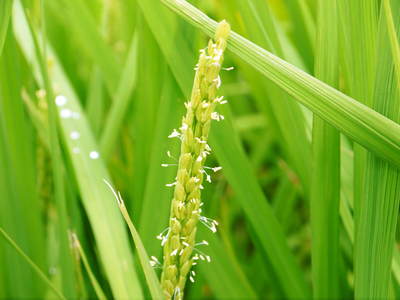 七城米　長尾農園　美しすぎる田んぼにお米の花が咲きました（2015年）_a0254656_17455490.jpg