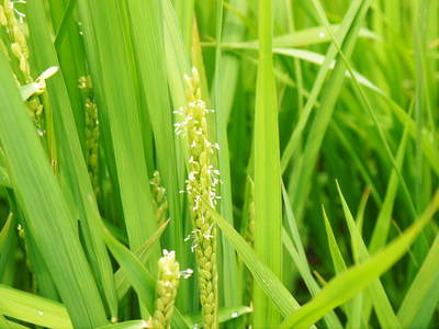 七城米　長尾農園　美しすぎる田んぼにお米の花が咲きました（2015年）_a0254656_1747863.jpg