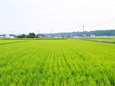 七城米 長尾農園 美しすぎる田んぼにお米の花が咲きました(2015年)_a0254656_17493246.jpg