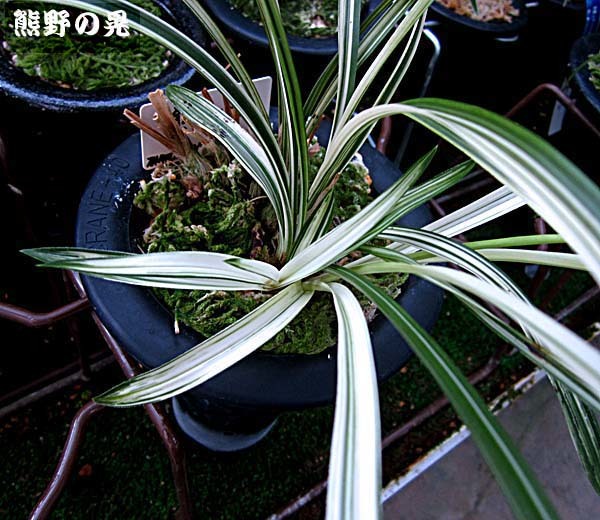 日本春蘭「熊野の晃」 No.1532 : 東洋蘭風来記奥部屋