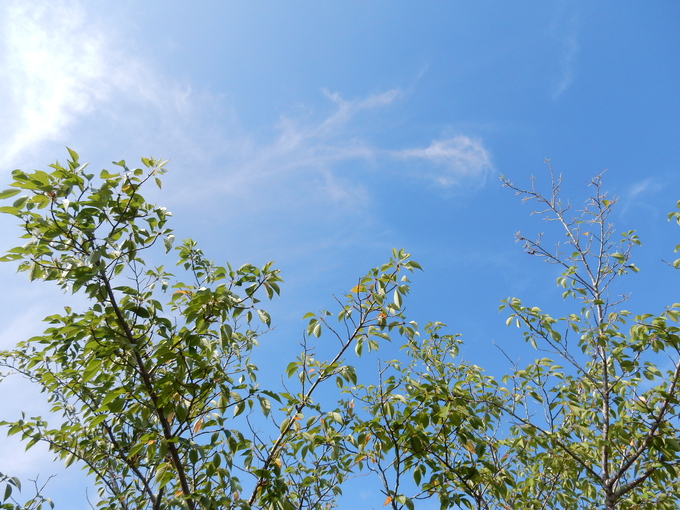 ’15、9,3(木)残暑がもどってきたザンショ!_f0060461_1682736.jpg