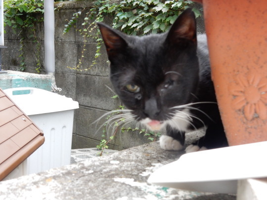 接近のらくろ+クッキークイズつづき_e0355177_18373659.jpg