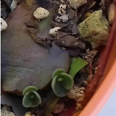 カランコエ:胡蝶の舞”~1年経って子沢山 : 健気に育つ植物たち カランコエ:胡蝶の舞”~1年経って子沢山 : 健気に育つ植物たち