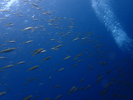 e0115199_14224784.jpg