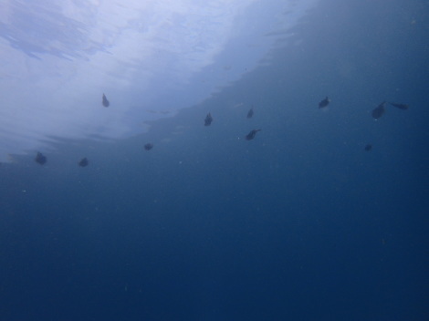 e0115199_17033927.jpg