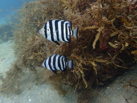 e0115199_17035590.jpg