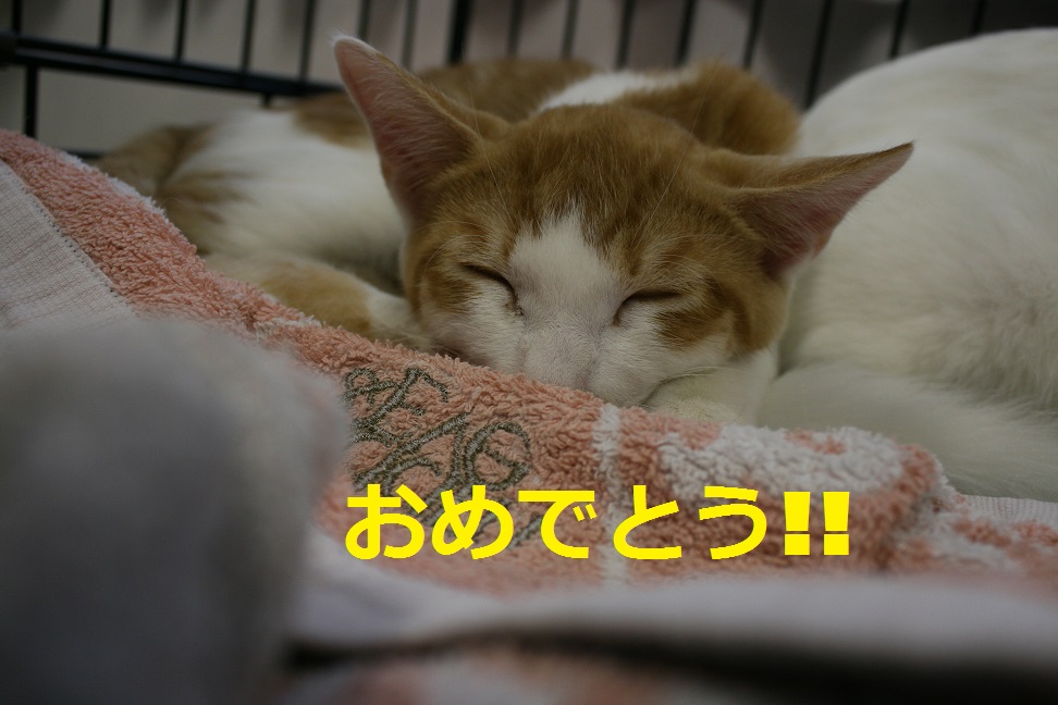 8/30 さいわい会館里親会_f0242002_13163380.jpg