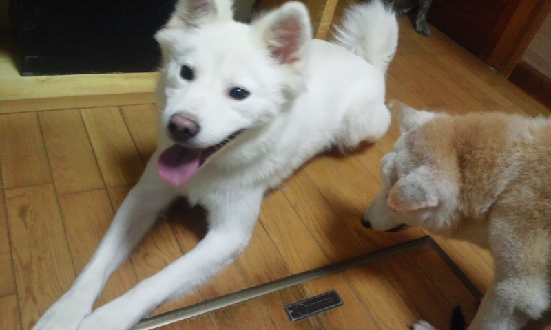 8/30 さいわい会館里親会_f0242002_13284667.jpg