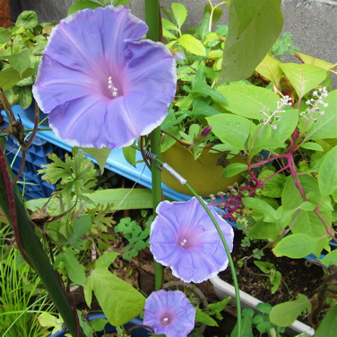 a0164011_2305941.jpg