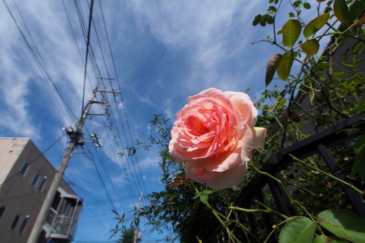 a0268412_2155457.jpg