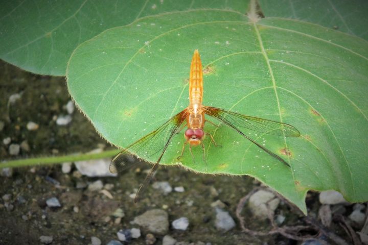 a0166324_18524896.jpg