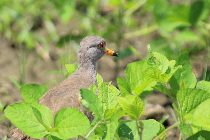 裏山の鳥_f0327034_15413664.jpg