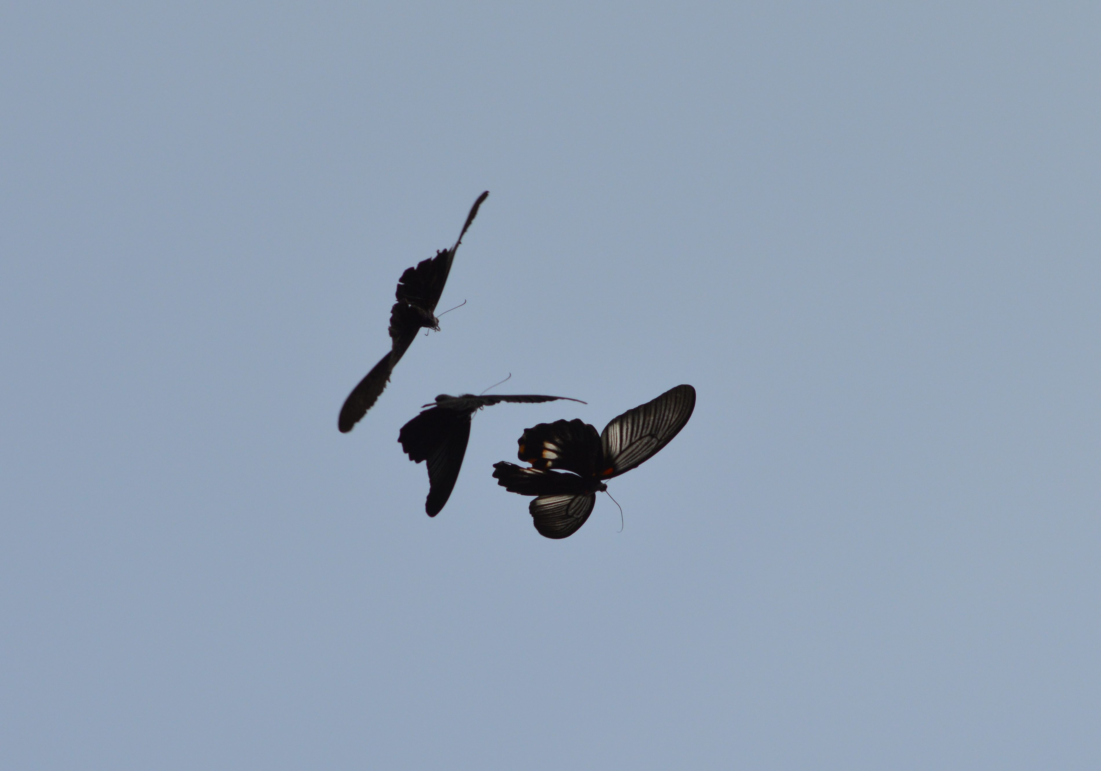 カラスアゲハ♀他 9月4日南知多にて_d0254540_1883662.jpg