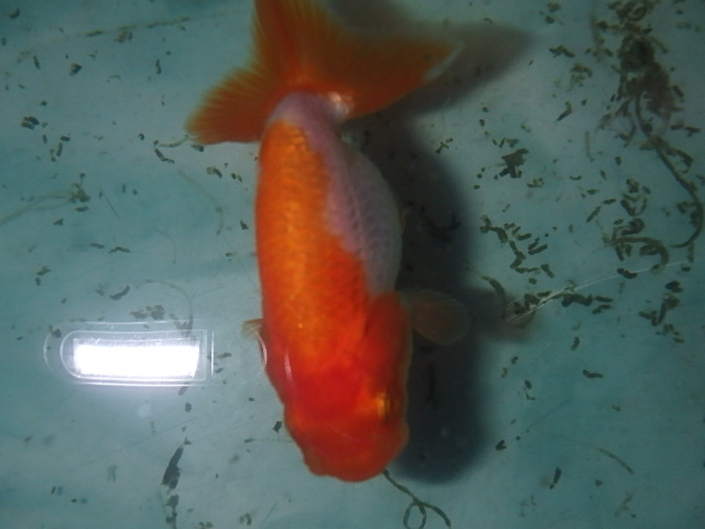 f0334143_18544826.jpg