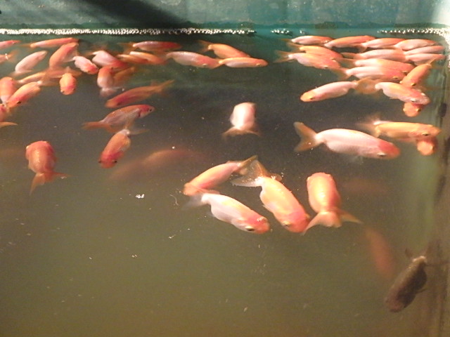f0334143_1859262.jpg
