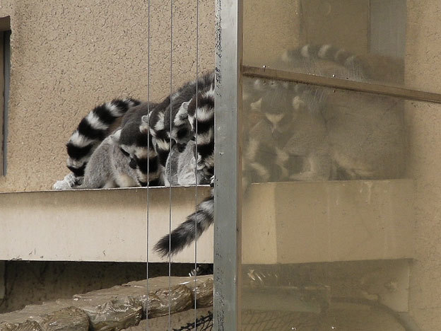 ワオキツネザルの子供～雨の午後、ハシビロコウ_e0294253_10423279.jpg