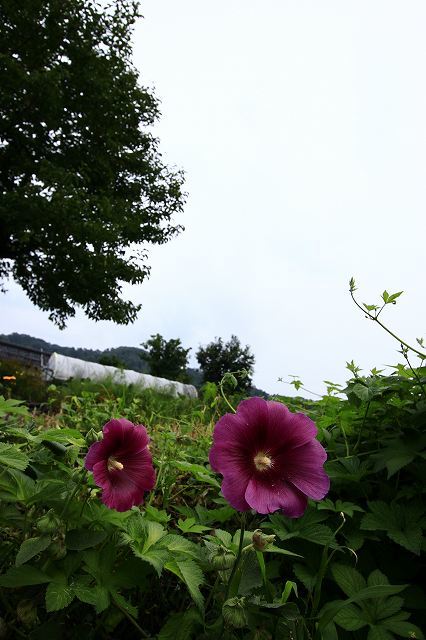 f0340155_20003430.jpg