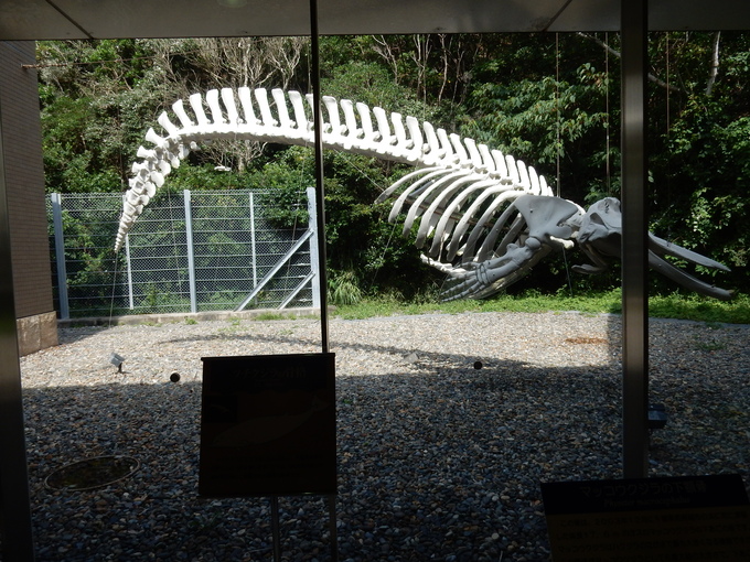 ’15,9、4(金)勝浦海中展望台に行ってきたYO!_f0060461_1416884.jpg