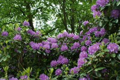 a0133563_07114417.jpg