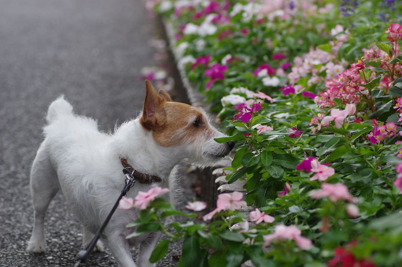 モイと夏のお花_d0228072_10531444.jpg