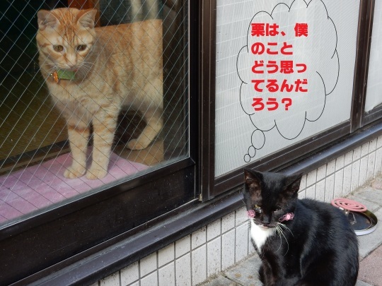 お庭からのらくろ+3口目!_e0355177_17434802.jpg