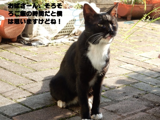 お庭からのらくろ+3口目!_e0355177_17460155.jpg