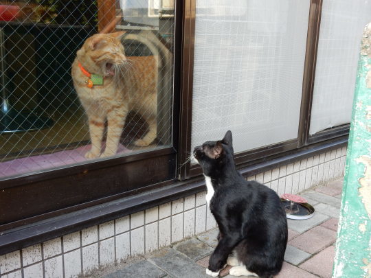 お庭からのらくろ+3口目!_e0355177_17474896.jpg