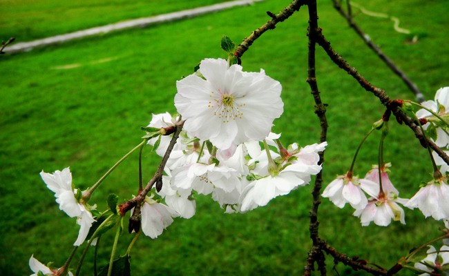 岩国錦帯橋観光情報～吉香公園に十月桜が咲きました_c0193187_19145495.jpg