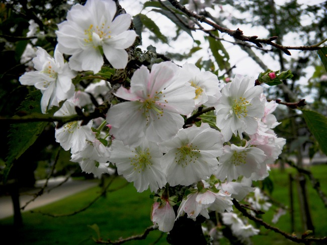 岩国錦帯橋観光情報～吉香公園に十月桜が咲きました_c0193187_19304933.jpg