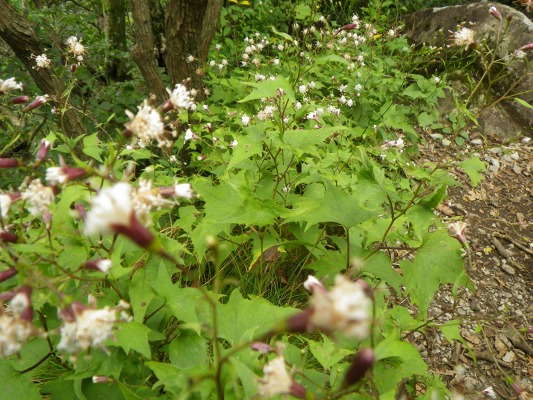 f0187402_20292098.jpg