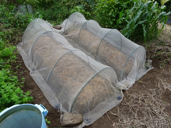 c0369304_23225347.jpg
