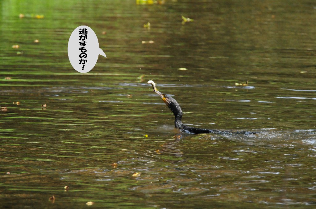 蚊も元気過ぎ！_e0309106_19573187.jpg