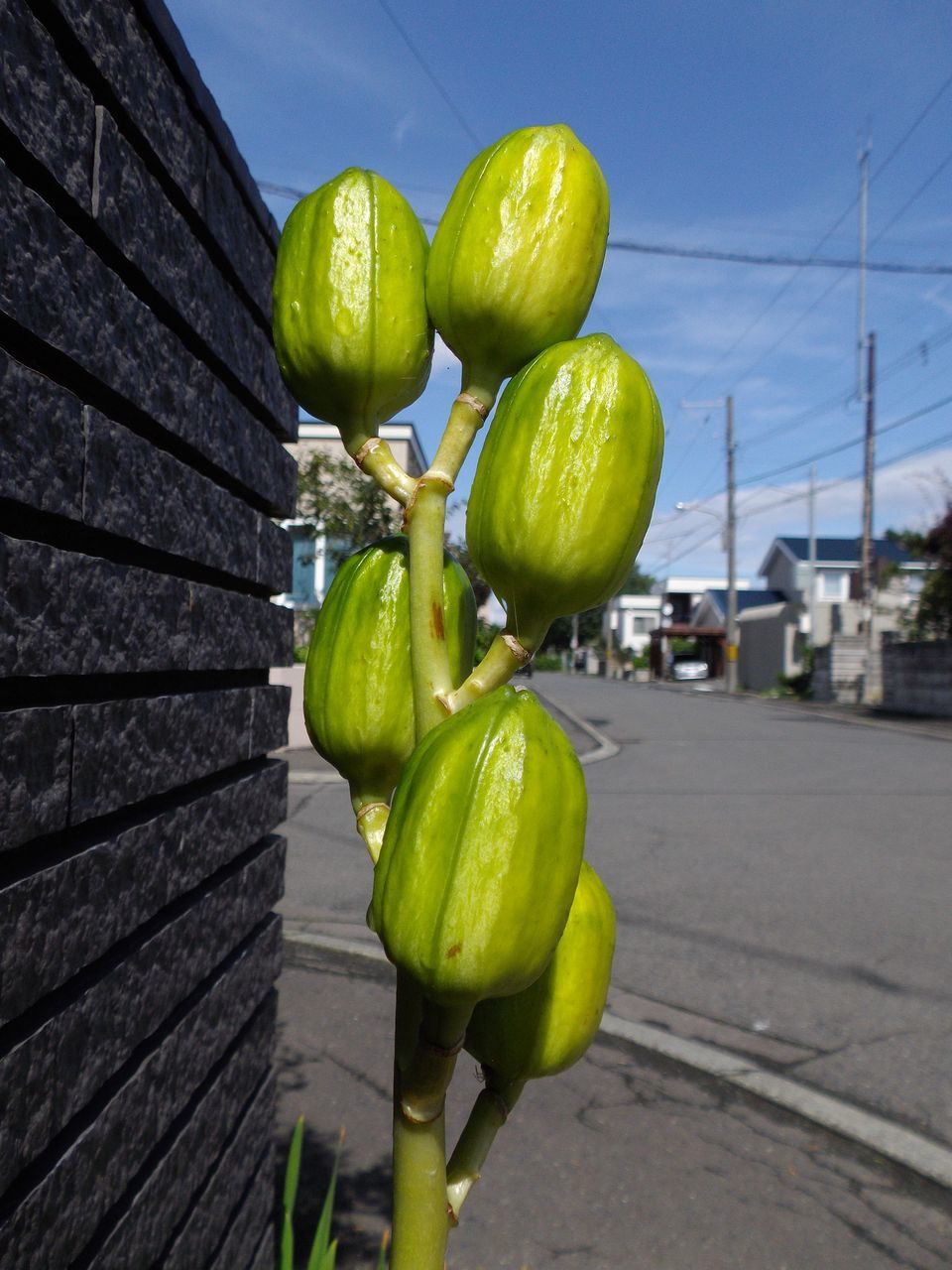 晩夏から初秋へ_c0025115_20473231.jpg
