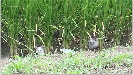 *元気にしてま~つ*_d0317115_20234017.jpg
