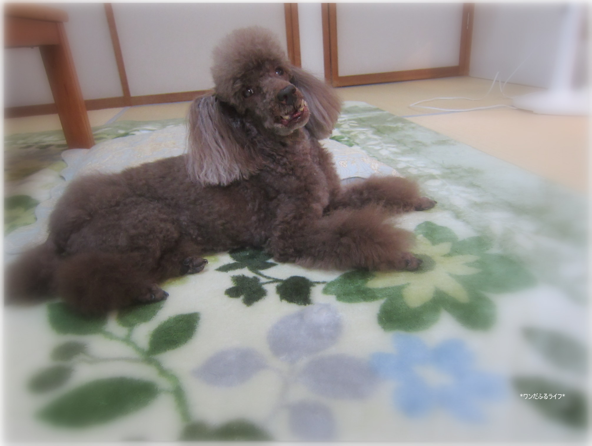 *元気にしてま~つ*_d0317115_20235261.jpg