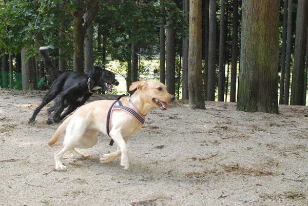 b0138824_15504296.gif