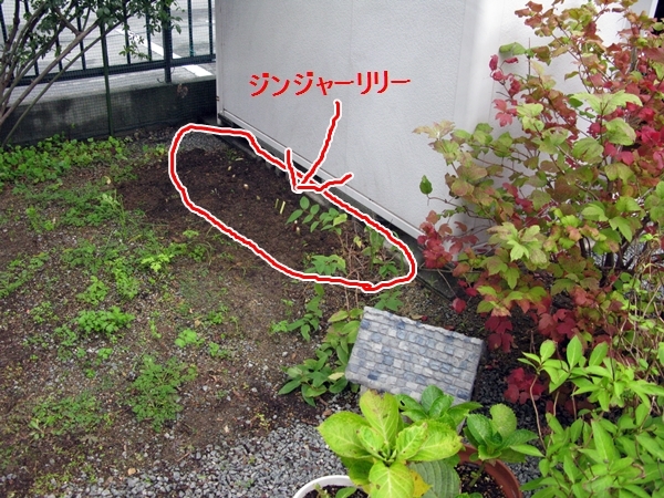 ジンジャーリリーが咲きました_f0129726_22380915.jpg